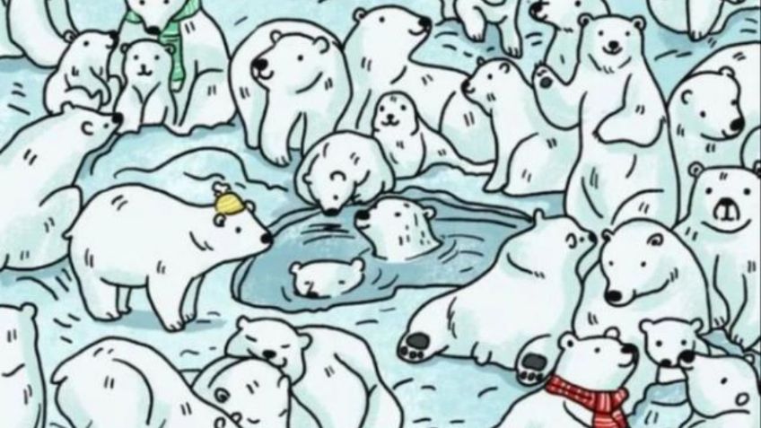 RETO VISUAL: ¿Dónde está la foca? Encuentra al animal oculto entre los osos polares