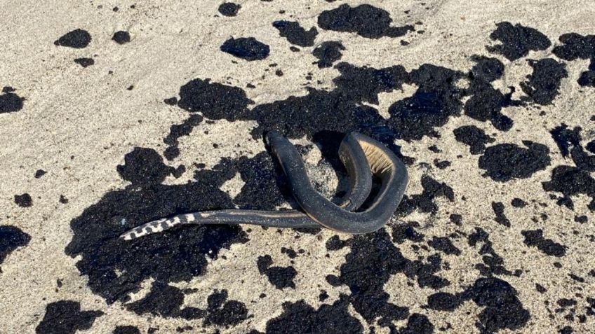 Derrame daña playa y fauna en Salina Cruz, Oaxaca