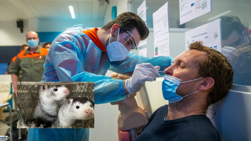 Los visones podrían transmitir el virus del coronavirus pero con una mutación. Fotos: EFE -Reuters