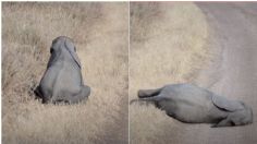 VIDEO VIRAL: Elefante bebé hace berrinche a su mamá; es lo más tierno que verás hoy