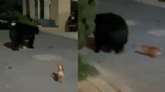 VIDEO VIRAL ¡Se puso bravo! Diminuto perrito se enfrenta a gran oso que vagaba por calles de Monterrey