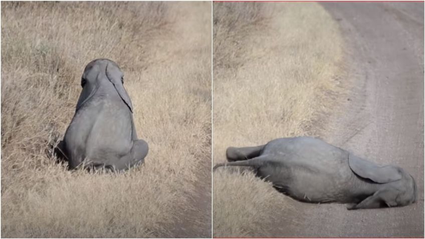 VIDEO VIRAL: Elefante bebé hace berrinche a su mamá; es lo más tierno que verás hoy