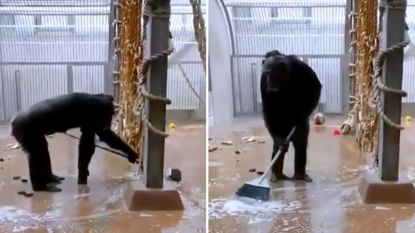 VIDEO VIRAL: Chimpancé sorprende al mudo al ponerse a barrer y limpiar su jaula