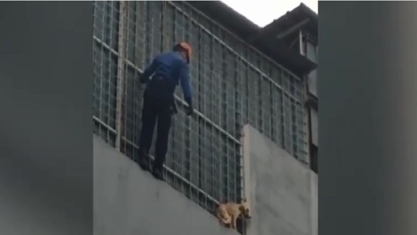 VIDEO VIRAL: Bombero rescata a perrito de caer desde un cuarto piso