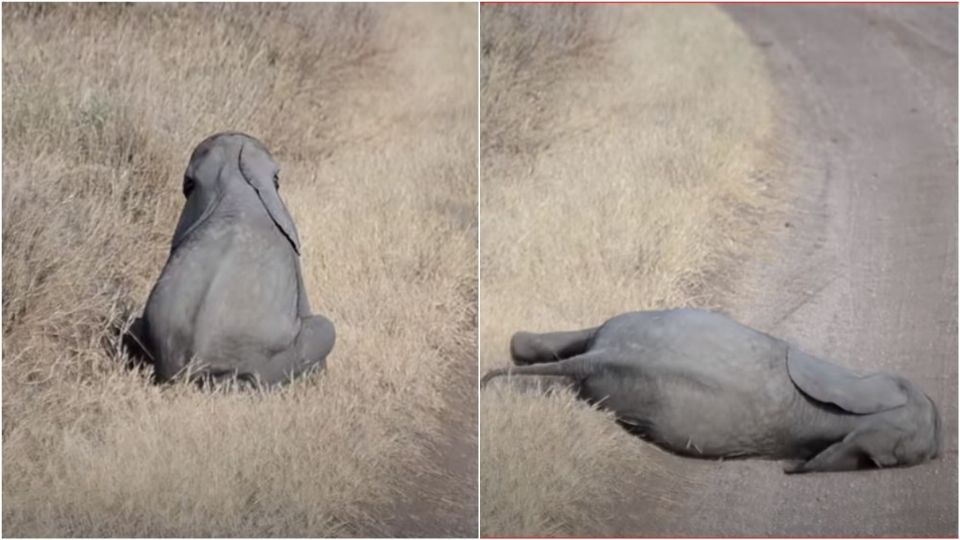 Como en algún momento lo hicieron los gatitos, ahora los elefantes bebé inundan nuestras redes. Foto: Captura de Pantalla