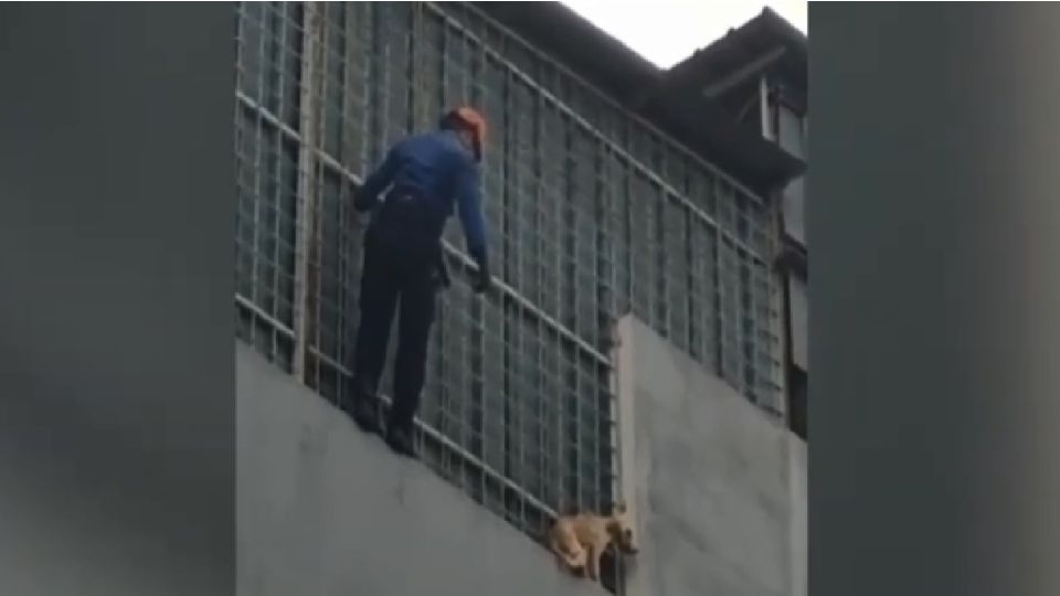 Bombero se hizo viral tras rescatar a un perrito de caer desde el cuarto piso
FOTO: Twitter