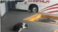 ¡Lo más tierno! Perrita espera todos los días en la central de camiones a su amigo; ésta es la historia de Vaca