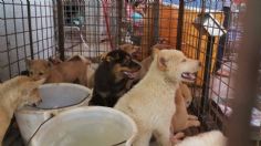 China sigue vendiendo carne de perro y gato pese Covid-19: VIDEO