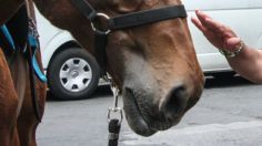 ¡Por andar de cariñoso! Hombre intenta BESAR a un caballo y este le ARRANCA la nariz: VIDEO