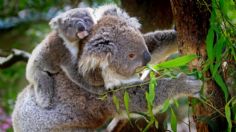 Australia declara "funcionalmente extinto" al koala; quedan 80 mil ejemplares