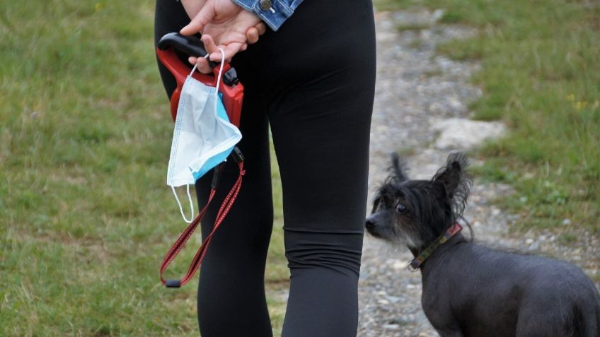 ¡Increíble! Los PERROS detectarían OLOR del virus del Covid-19