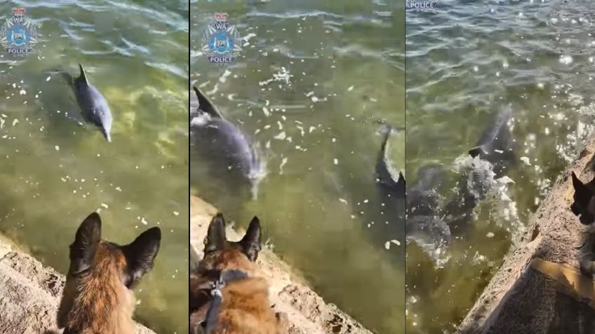 VIDEO VIRAL: ¡Hermoso! Perrito policía se hace amigo de un par de delfines, lo mejor que verás esta semana