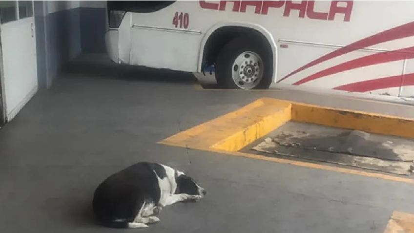 ¡Lo más tierno! Perrita espera todos los días en la central de camiones a su amigo; ésta es la historia de Vaca