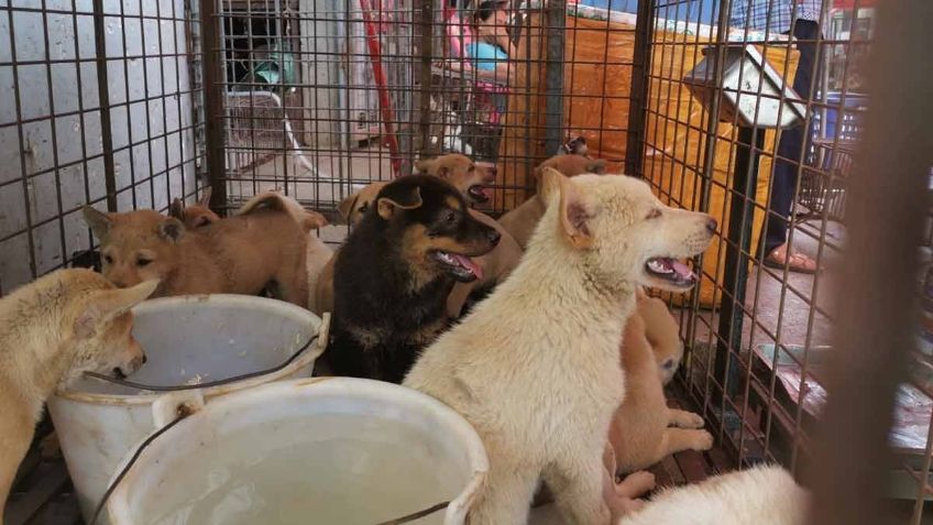 China sigue vendiendo carne de perro y gato pese Covid-19: VIDEO