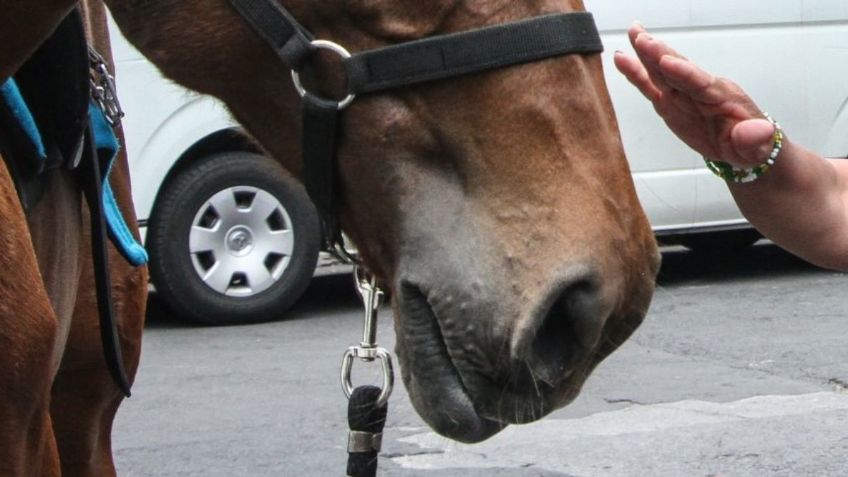 ¡Por andar de cariñoso! Hombre intenta BESAR a un caballo y este le ARRANCA la nariz: VIDEO