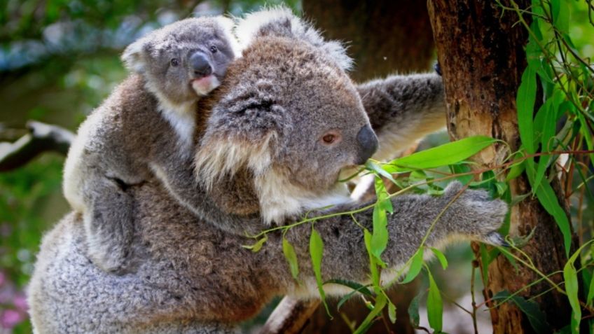 Australia declara "funcionalmente extinto" al koala; quedan 80 mil ejemplares