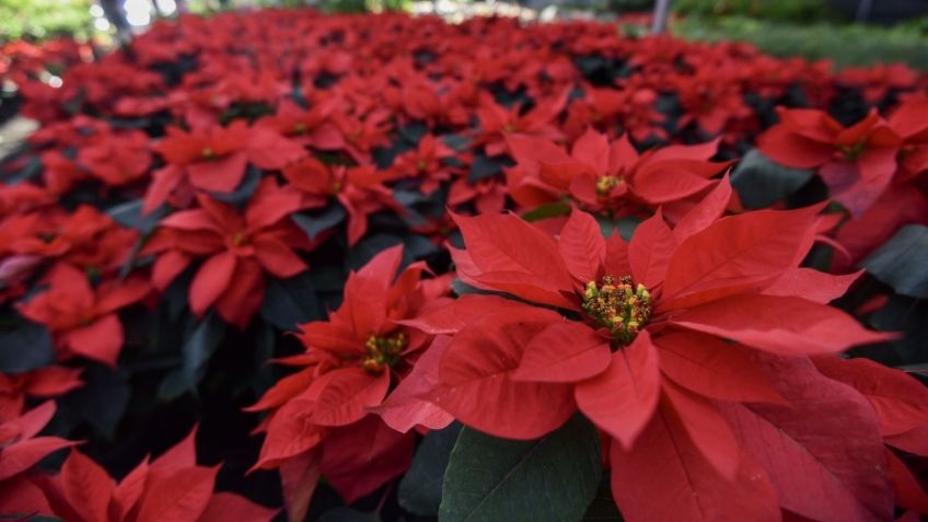 La Nochebuena está garantizada para las fiestas navideñas, informa la Secretaría de Agricultura