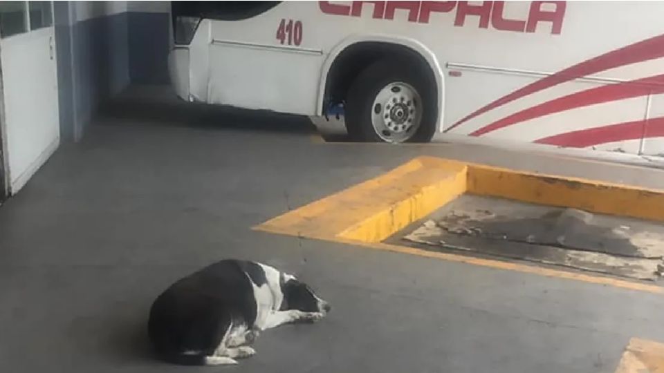 Vaca espera todos los días a su amigo Coco, en la terminal de camiones de Chapala
FOTO: Facebook