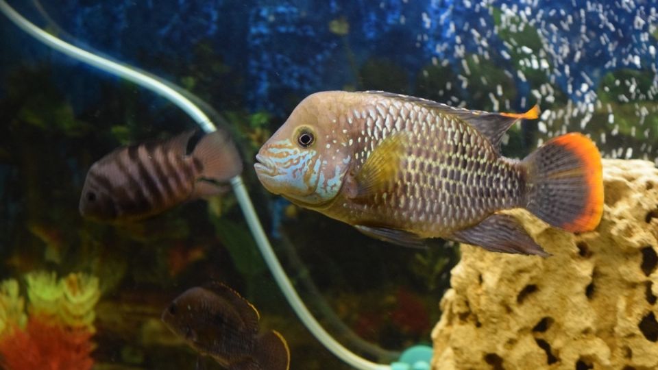 El video de estos animales marinos fue compartido en Tik Tok por el usuario @Ipeng05. FOTO: ESPECIAL