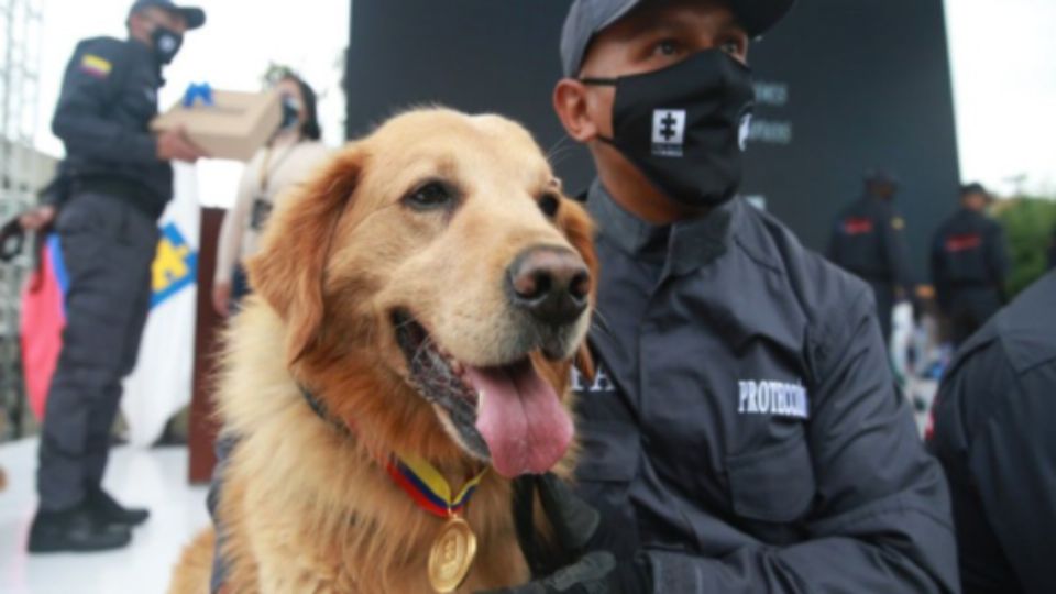 Fiscalía de Colombia condecoró y jubiló a 15 perros. Foto: Twitter