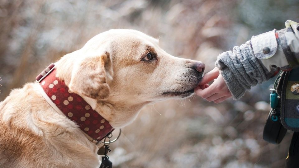 Las mascotas no presentaron síntomas graves de la enfermedad, aunque tuvieron contacto directo con humanos infectados Foto: Pixabay