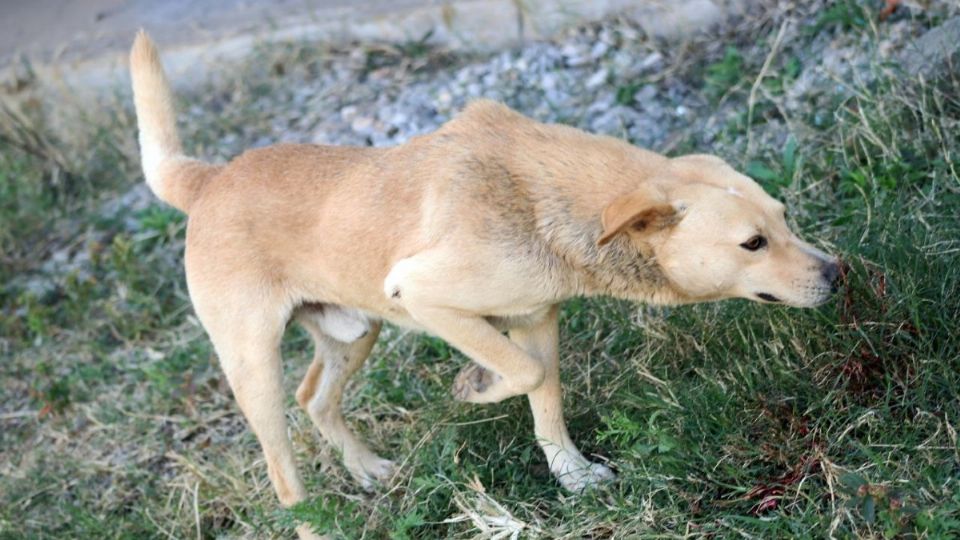 Las mascotas no presentaron síntomas graves de la enfermedad Foto: Cuartoscuro