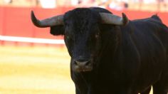 "Al toro por los cuernos", PETA pide eliminar lenguaje contra animales, aquí los MOTIVOS