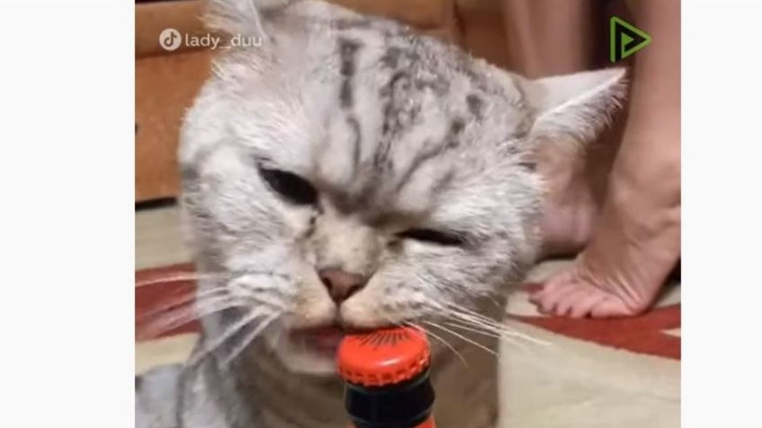 VIDEO VIRAL: Gato se vuelve tendencia en TikTok por destapar una cerveza con los dientes