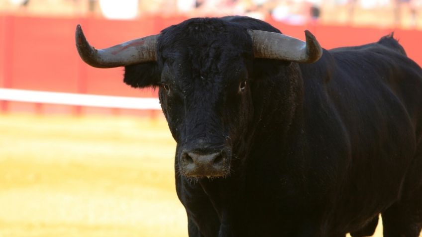 "Al toro por los cuernos", PETA pide eliminar lenguaje contra animales, aquí los MOTIVOS