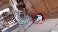 VIDEO VIRAL: ¡Se le fueron sus 7 vidas! Gatito sufre el susto de su vida y cautiva las redes con su reacción