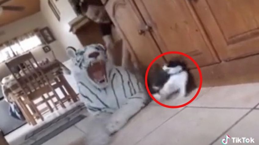 VIDEO VIRAL: ¡Se le fueron sus 7 vidas! Gatito sufre el susto de su vida y cautiva las redes con su reacción