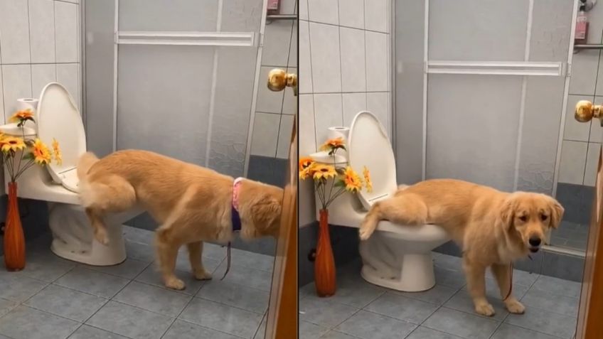 VIDEO VIRAL: Perrito cautiva Tik Tok al hacer del baño como “humano”