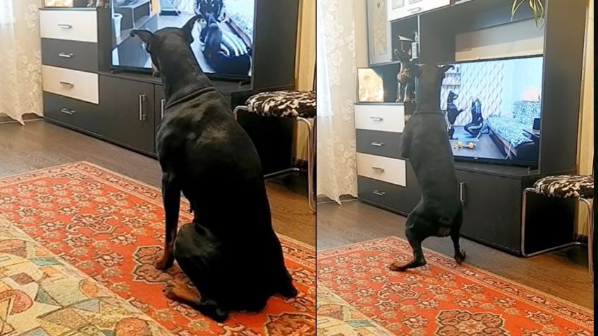 VIDEO VIRAL: Perrito pone el ejemplo y realiza ejercicio tras verlo en la TV; enternece las redes