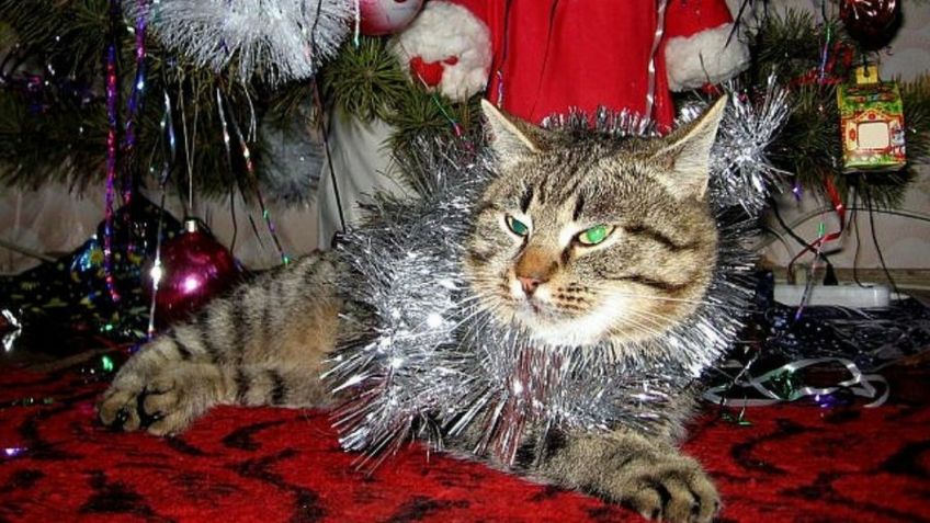 ¡Ternura! DISFRACES para GATOS esta Navidad: FOTOS