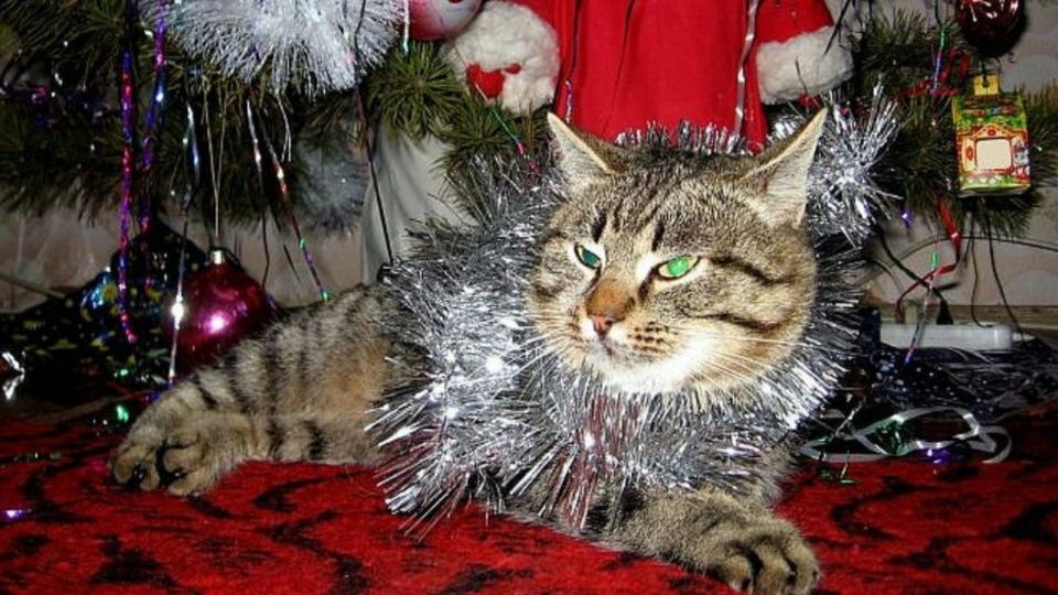 Tal vez tu gato no sea el más sociable, pero esta es una buena ocasión para disfrutar la navidad pandémica. Foto: Especial