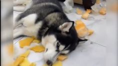 VIDEO VIRAL: Travieso perrito destroza sillón y pone cara de “yo no fui” cuando lo descubren