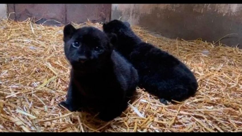 ¡Hay esperanza! Nacen dos jaguares melánicos, especie en peligro de extinción, en el Zoológico de Morelia