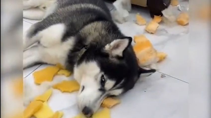 VIDEO VIRAL: Travieso perrito destroza sillón y pone cara de “yo no fui” cuando lo descubren