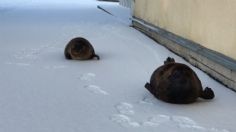 VIDEO VIRAL: Hermosas FOCAS pasean tranquilamente por calles congeladas