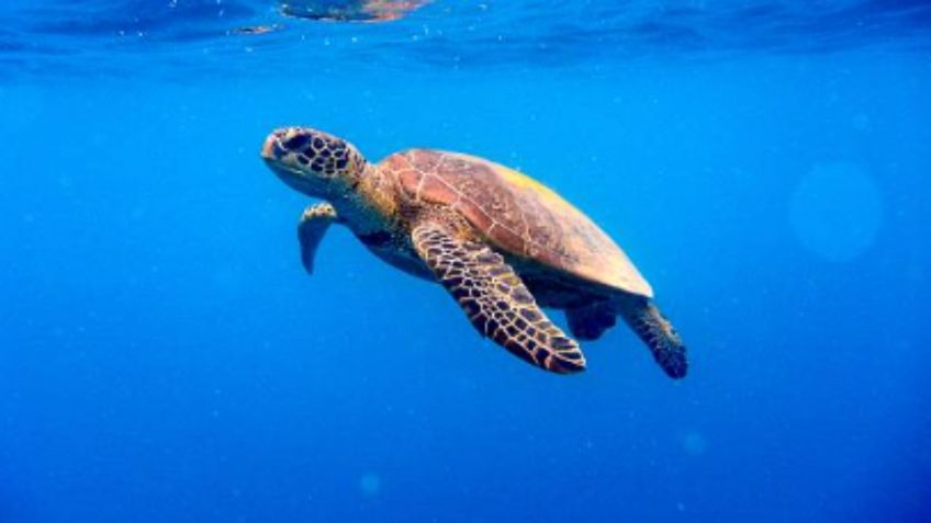 Pescadores salvan a tortuga de morir entre las fauces de un feroz tiburón: VIDEO