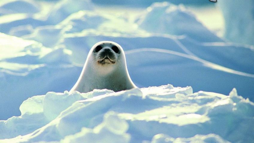 VIDEO VIRAL: Focas pasean por calles congeladas en Rusia y sorprende a habitantes