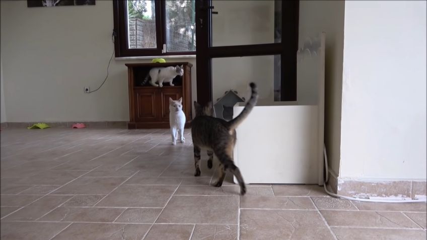 VIDEO VIRAL: ¡Conmovedor! Gatitos callejeros ingresan a una casa por primera vez; su reacción derrite las redes