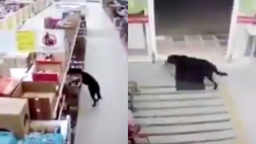 VIDEO VIRAL: Perrito roba comida y sanitiza sus patas al salir de la tienda