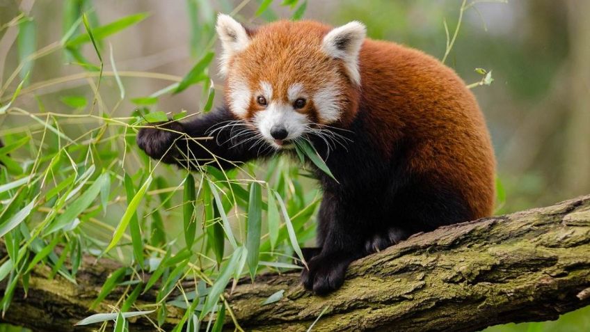 ¡Muere de amor! Un PANDA ROJO encontró una CÁMARA OCULTA y esto sucedió: VIDEO