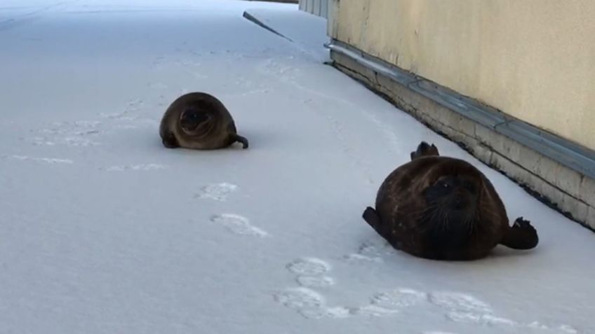 VIDEO VIRAL: Hermosas FOCAS pasean tranquilamente por calles congeladas