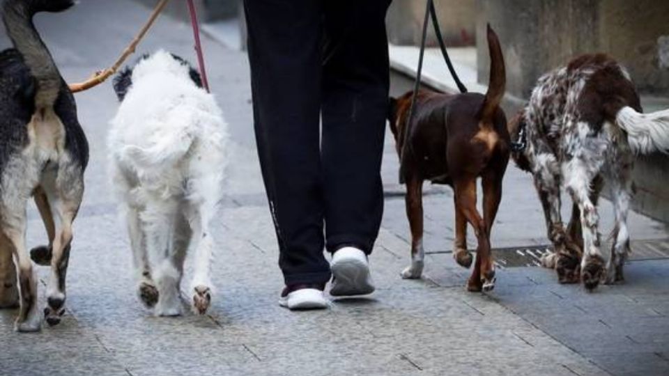 La extraña relación entre los dueños, los lomitos y las enfermedades. Foto: EFE