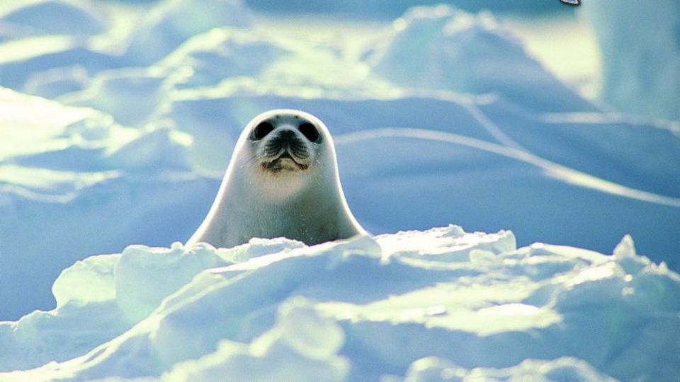 En la actualidad se estima que en el golfo de Finlandia no quedan más de 200 ejemplares de focas anilladas del Báltico. FOTO: ESPECIAL