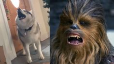 ¿Eres tu Chewbacca? Perrito hace recordar al icónico personaje de Star Wars con su ladrido: VIDEO