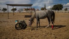 Refugio brinda a animales nueva vida