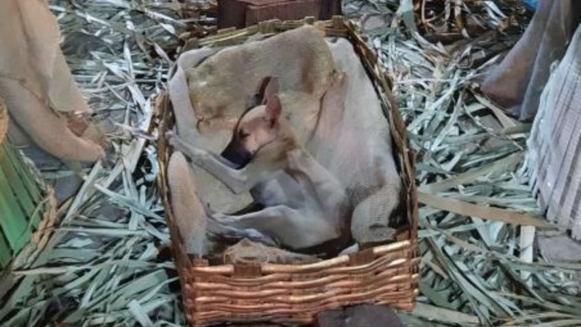 ¡Ternurita! Perrito captado durmiendo en nacimiento es adoptado tras volverse viral: FOTOS